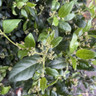Viburnum tinus 'Eve Price' bush 80-100cm