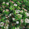 Viburnum tinus 'Eve Price' bush 80-100cm