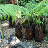 'Potter' Tree Fern