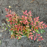 Nandina 'Obsessed'