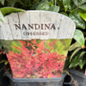 Nandina 'Obsessed'