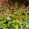 Nandina 'Gulfstream'