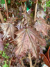 Acer platanoides 'Crimson Sentry' 8/10cm (bareroot)