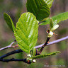 Alnus glutinosa (Common Alder) - 6/8