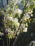 Amelanchier arborea 'Robin Hill' - 200/250cm
