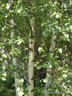 Betula pendula (Silver Birch) - 8/10cm (feathered)