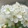 Crataegus monogyna (Hawthorn)  200/250cm