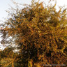Crataegus monogyna (Hawthorn)  200/250cm