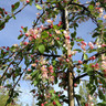 Malus floribunda (Japanese Crab Apple) - 6/8cm