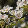 Malus floribunda (Japanese Crab Apple) - 6/8cm