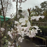 Prunus 'Pandora' (Ornamental Cherry) BAREROOT