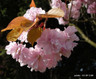 Prunus 'Beni Yutaka' -(Flowering Cherry) - 8/10cm