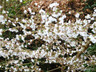 Prunus x subhirtella 'Autumnalis' (Flowering Cherry) - 10/12cm