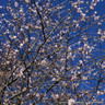 Prunus x subhirtella 'Autumnalis' (Flowering Cherry) BAREROOT