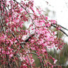 Prunus x subhirtella 'Autumnalis Rosea' (Winter-Flowering Cherry) 6/8cm