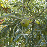 Pyrus salicifolia 'Pendula' (Weeping Pear) - 8/10cm