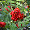 10 x Sorbus aucuparia (Rowan) 40-60cm bareroot (bundle)