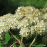 10 x Sorbus aucuparia (Rowan) 40-60cm bareroot (bundle)