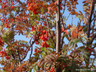 Sorbus aucuparia (Rowan) - 8/10cm