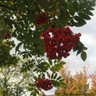 Sorbus commixta 200-250cm