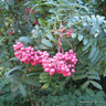 Sorbus hupehensis - 6/8cm