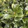 Prunus laur. 'Etna' (Cherry Laurel) 3L