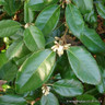 Elaeagnus x ebbingei (3L tall)