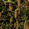 Alnus rubra - 8/10cm