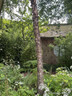 Betula nigra 'Heritage' BAREROOT