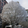Betula pendula 'Fastigiata' BAREROOT