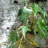 Betula pendula 'Dalecarlica' BAREROOT