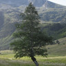 Betula pubescens BAREROOT