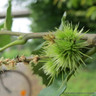 Castanea sativa (Sweet Chestnut) BAREROOT