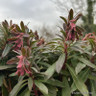 Euphorbia martinii 'Walbertons Ruby Glow-3L