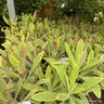 Euphorbia x martini-3L