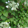 Hydrangea petiolaris (climbing hydrangea) (3L)