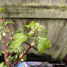 Hydrangea petiolaris (climbing hydrangea)