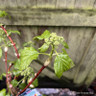 Hydrangea petiolaris (climbing hydrangea)
