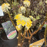 Edgeworthia chrysantha 'Honey Sunshine' (3L)
