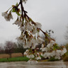 Prunus x yedoensis (Yoshino Cherry)BAREROOT