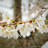 Prunus x yedoensis (Yoshino Cherry)BAREROOT