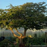 Prunus x yedoensis (Yoshino Cherry)BAREROOT