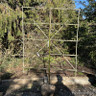 Apple 'Cox's Orange Pippin ' espalier 5 tier