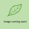 1 x Larix kaempferi (Japanese Larch) 30/50 - single plant
