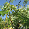 Sorbus aucuparia (Rowan) 125/150cm
