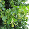 1 x Tilia cordata (Small-leaved Lime) 100/125cm - single plant