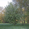 Prunus padus 'Watereri'  200/250cm