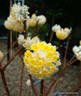 Edgeworthia chrysantha grandiflora (26L)