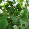 Ginkgo biloba (Maidenhair Tree) - 15L