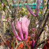 Magnolia 'Shirazz' - 20L